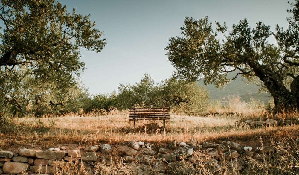 The Spanish Guide To The  Olive Oil Regions