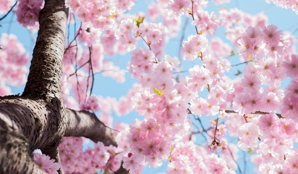 February - The month of the Almond Blossom in Malaga